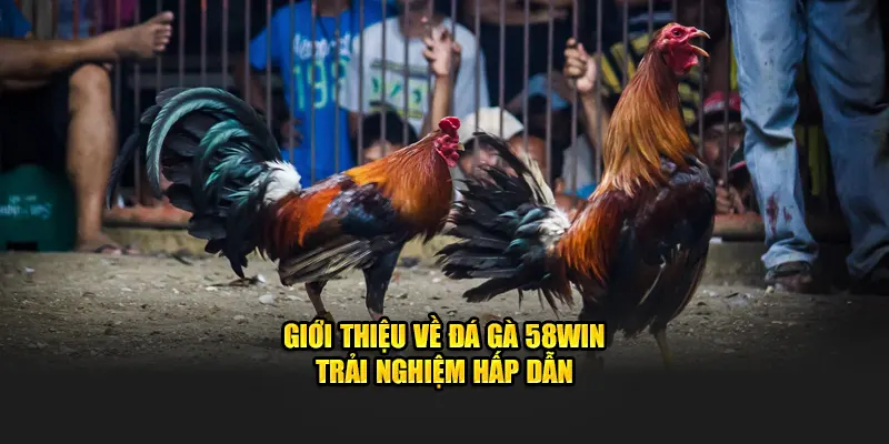 Giới thiệu về đá gà 58win trải nghiệm hấp dẫn