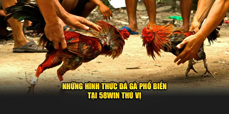 Những hình thức đá gà phổ biến tại 58win thú vị