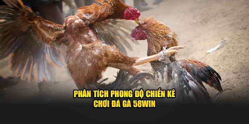 Phân tích phong độ chiến kê chơi đá gà 58win